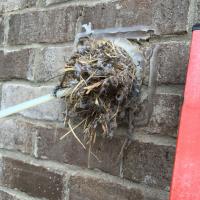Nest clogging a dryer vent